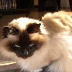 Fluffy Siamese Cat with Dark Facial Markings in Sunlit Room