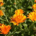 Vibrant painting: Marigold flowers in bright yellow-orange.