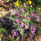 Colorful Purple and Yellow Flowers in Sunlight with Green Foliage