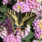 Colorful Swallowtail Butterfly on Pink Flowers and Green Leaves