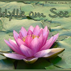 Pink Lotus Flower Blooming Among Green Lily Pads on Tranquil Pond