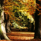 Cloaked Figures in Rustic Market with Autumn Leaves