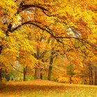 Vibrant fall trees in watercolor painting.