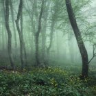 Enchanted forest with towering trees, cottage, flowers, stream, sunlight