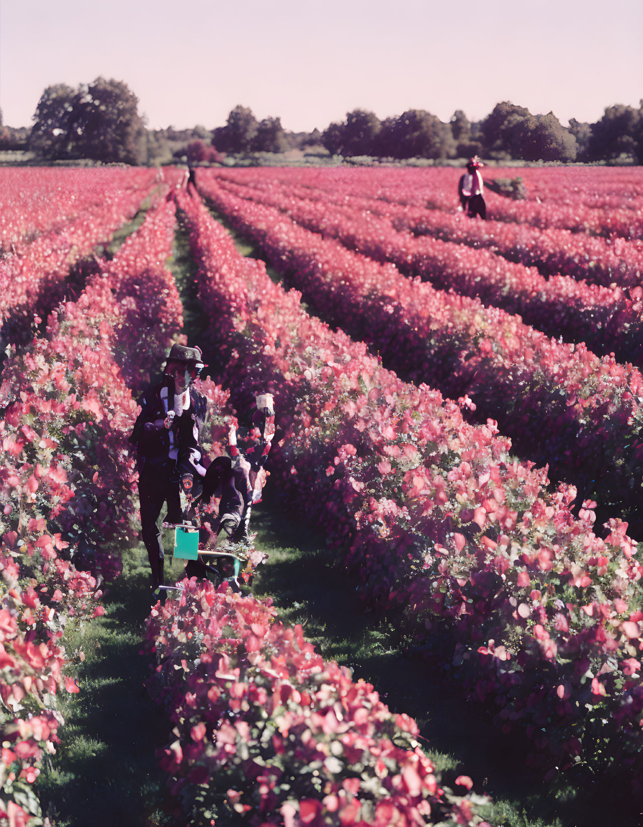 Vibrant pink rose bushes in blooming garden under clear sky