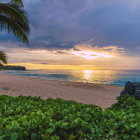 Tranquil sunset seascape with wildflowers, tree, and dramatic clouds