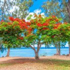 Colorful painting of flowering tree on sunny beach