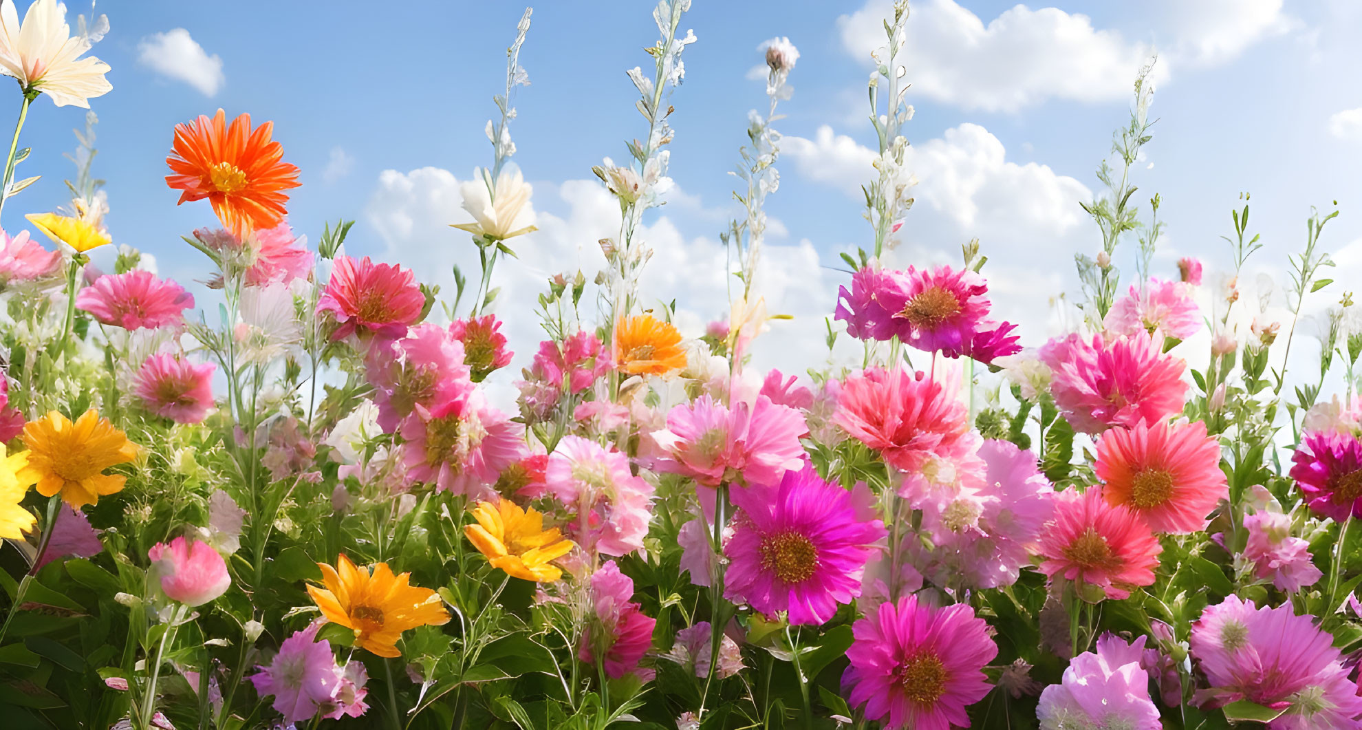 Colorful Wildflower Field Against Blue Sky with Clouds