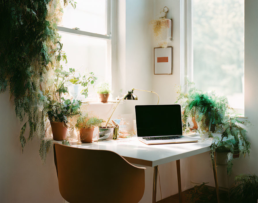 Workspace with laptop on white table surrounded by potted plants and sunlight.