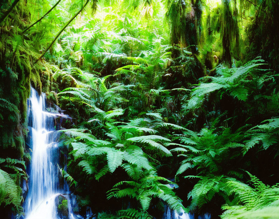 Serene forest scene with lush greenery and waterfall