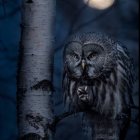 Illustrated owl perched by tree trunk under moonlit sky