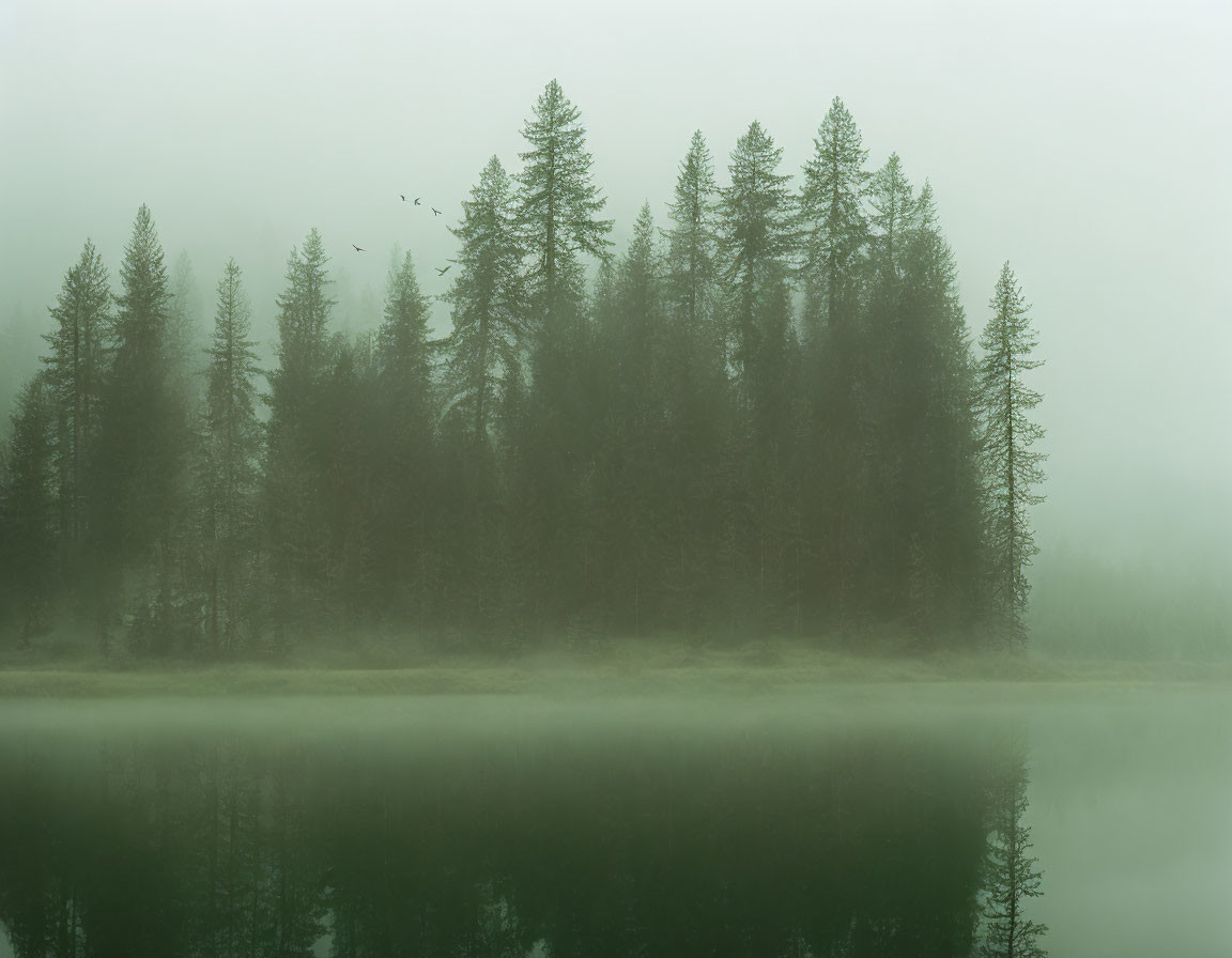 Tranquil lake scene with misty evergreen reflection