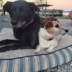 Giant and tiny dogs surf together on ocean waves with people in the background