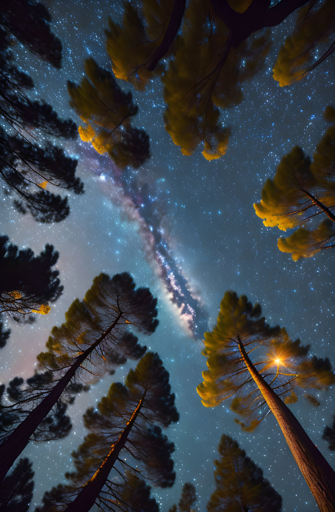 Starry night sky with Milky Way through pine tree silhouettes