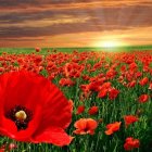 Vibrant sunset over blooming red poppies in field