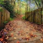 Scenic forest trail with bamboo and flowering bushes