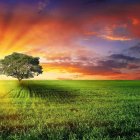 Colorful sunset landscape with two trees, vibrant sky, and pink flower field