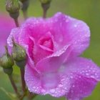 Vibrant purple roses with pink edges on soft green background