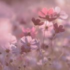 Vibrant purple flowers in bloom under warm sunlight