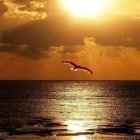 Seagulls flying over shimmering sea at sunset with large sun and warm orange sky