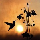 Colorful hummingbird near purple flowers at sunset