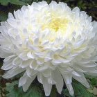 Radiant white flower with delicate petals and golden center in close-up.