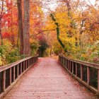 Scenic wooden bridge to gazebo in autumn forest