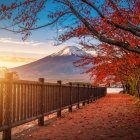 Scenic spring landscape: cherry blossoms, snow-capped mountain, warm sunset sky