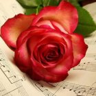 Red-Pink Rose on Sheet Music with Golden Background