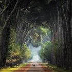 Sunlit forest path with tall trees and fallen leaves