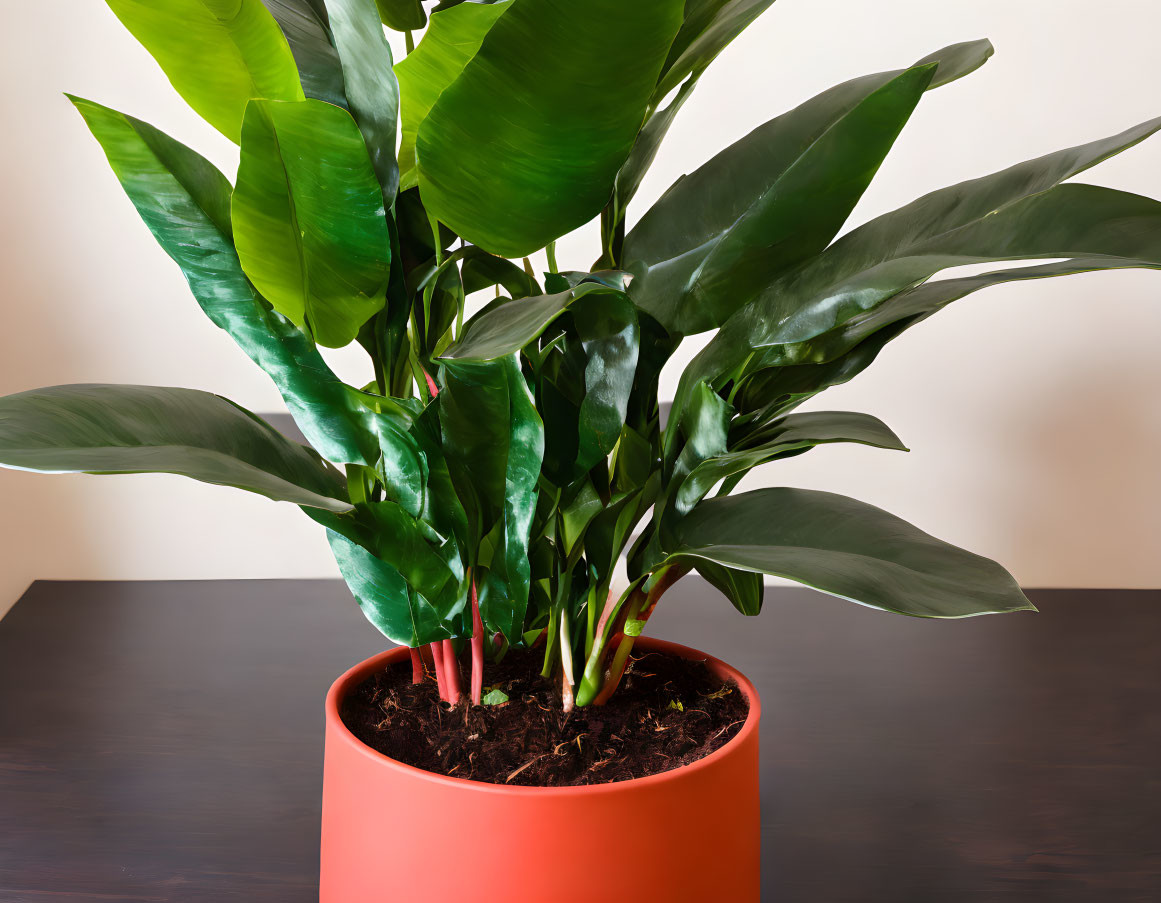 Broad-leafed green houseplant in terracotta pot on wooden table