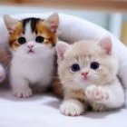 Fluffy Kittens with Blue Eyes Resting on Soft Surface