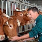 Man in Green Uniform Feeding Brown Cows on Farm