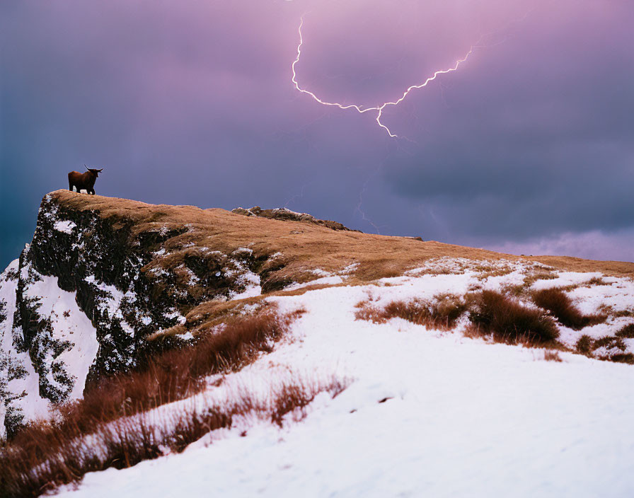 Cow on snowy cliff under purple sky with lightning bolt