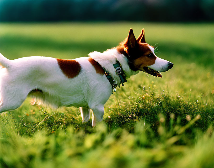 Brown and White Dog with Collar Walking in Sunlit Field