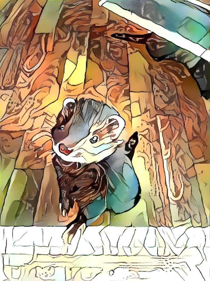 ferret wondering