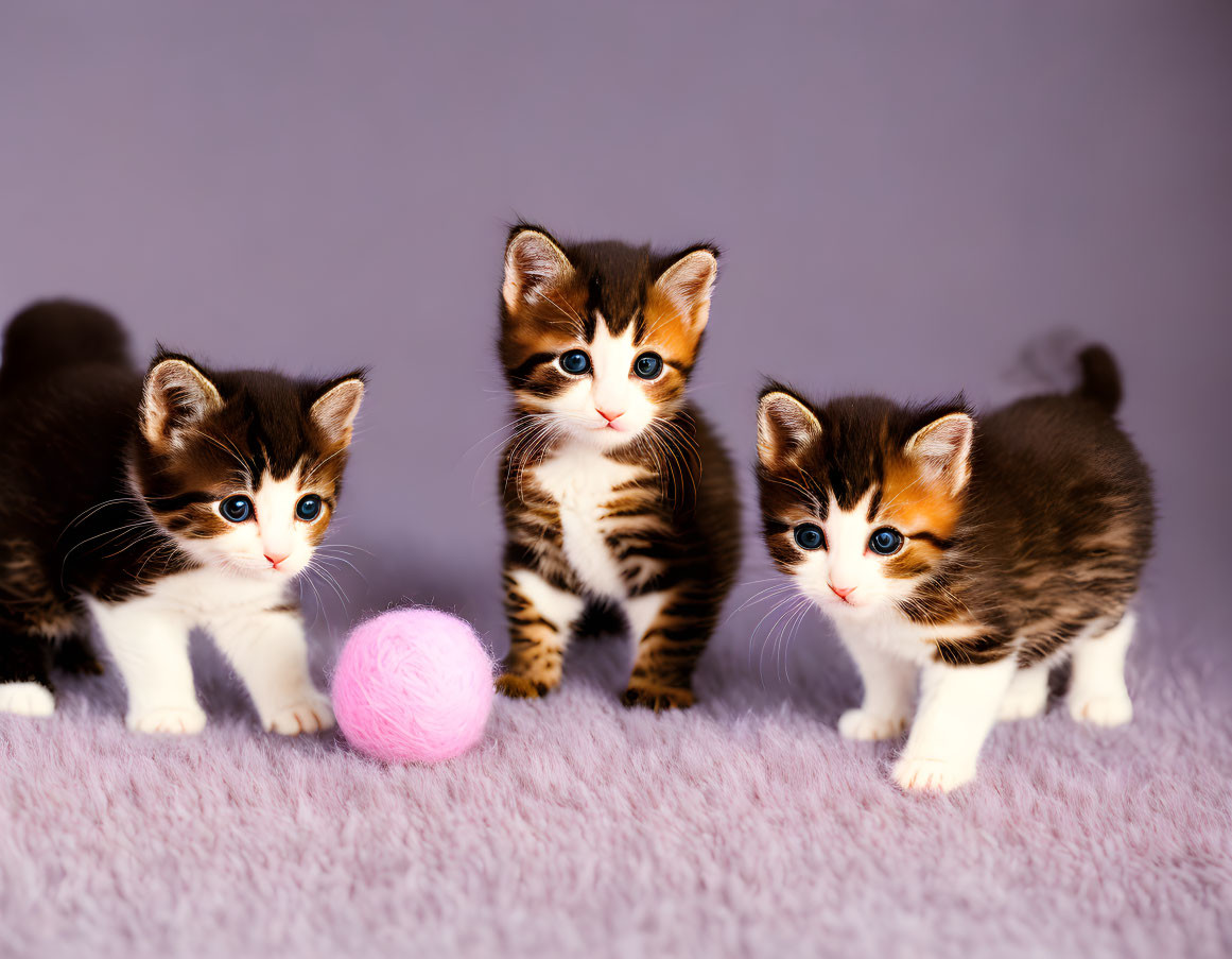 Three cute kittens with unique markings playing with a pink yarn ball on a soft purple surface