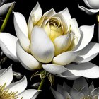 Detailed Painting of White Peonies with Yellow Centers on Dark Background