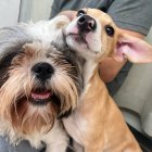 Fluffy grey and tan dog snuggling with tan puppy