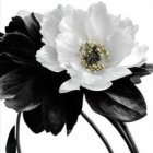 Vibrant peony illustration with white and black flowers on white background