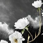 White and Off-White Peonies on Dark Background