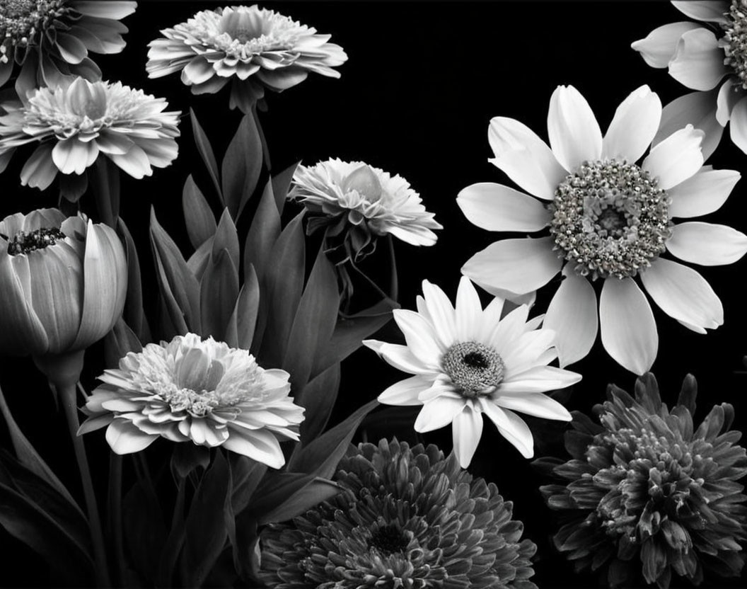 Monochrome photograph of layered petal flowers