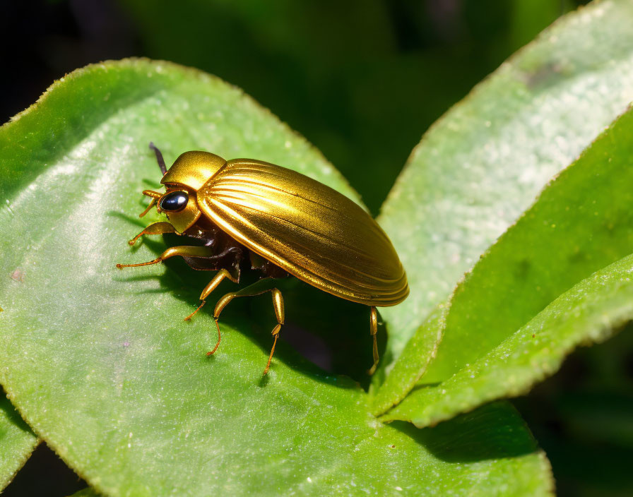 Shiny golden beetle on green leaf with intricate details