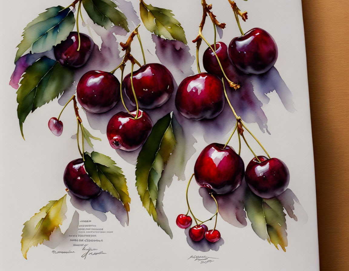 Realistic watercolor painting of shiny red cherries on a branch