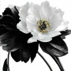 White Peony Painting with Blue and Gold Accents on Dark Petals