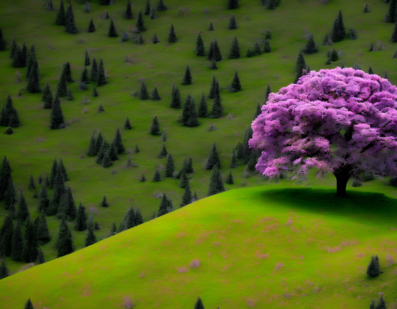 Vibrant pink tree among green conifers on lush hillside