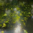 Tranquil marshland: tall grasses, floating greenery, birds, reflective water.