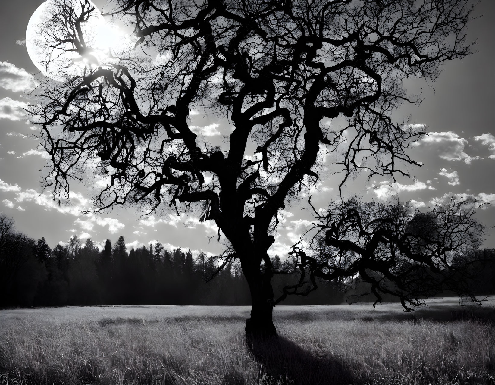 Monochromatic image of gnarled tree against bright sky