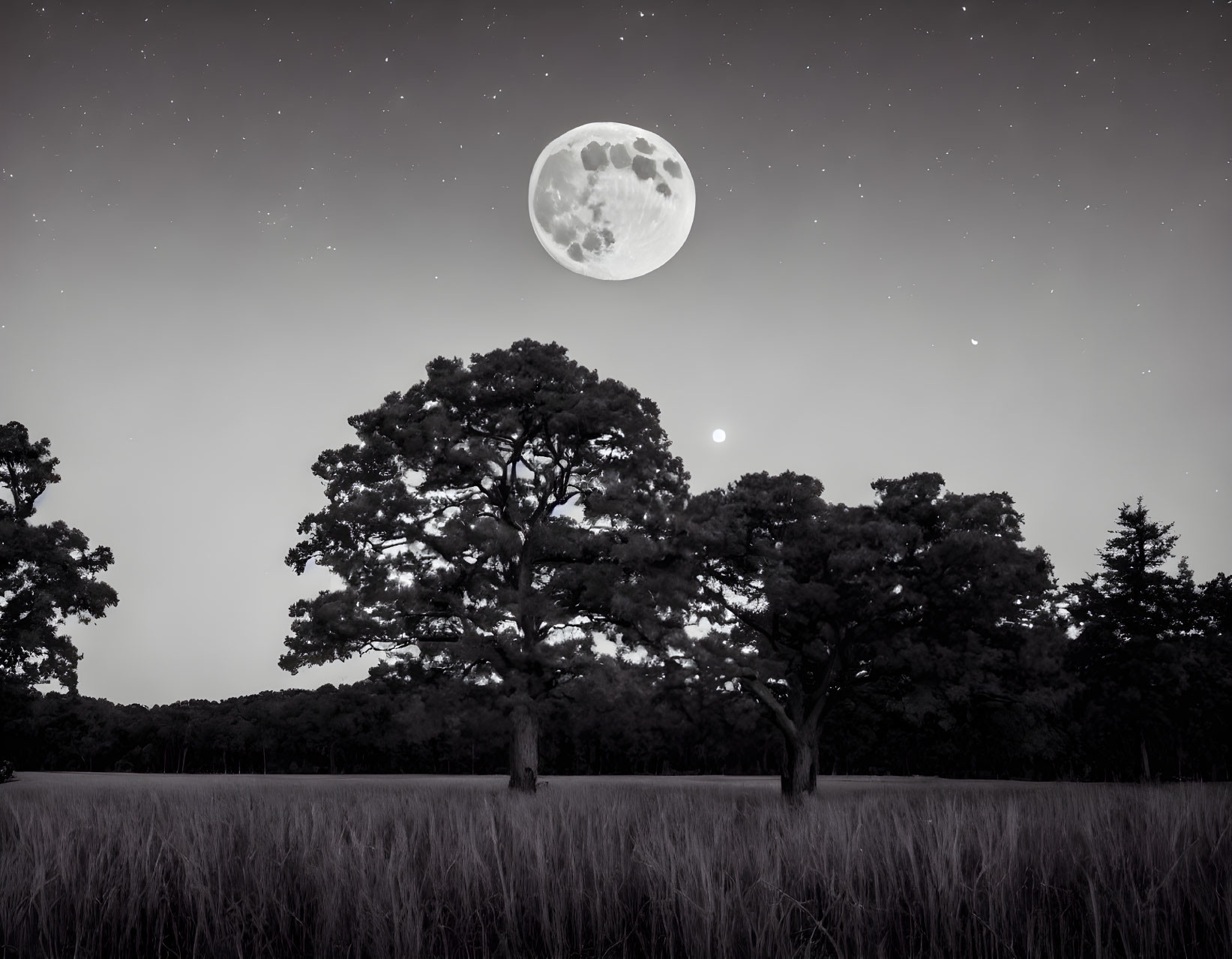 Detailed moon in starry night sky above tree silhouette and tall grass field