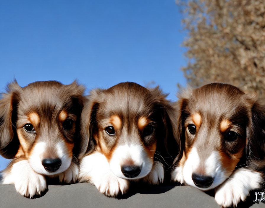 Three Cute Tricolor Puppies Looking Over Ledge in Blue Sky